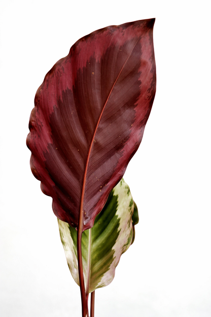 Calathea x Holiday - AroidHouse