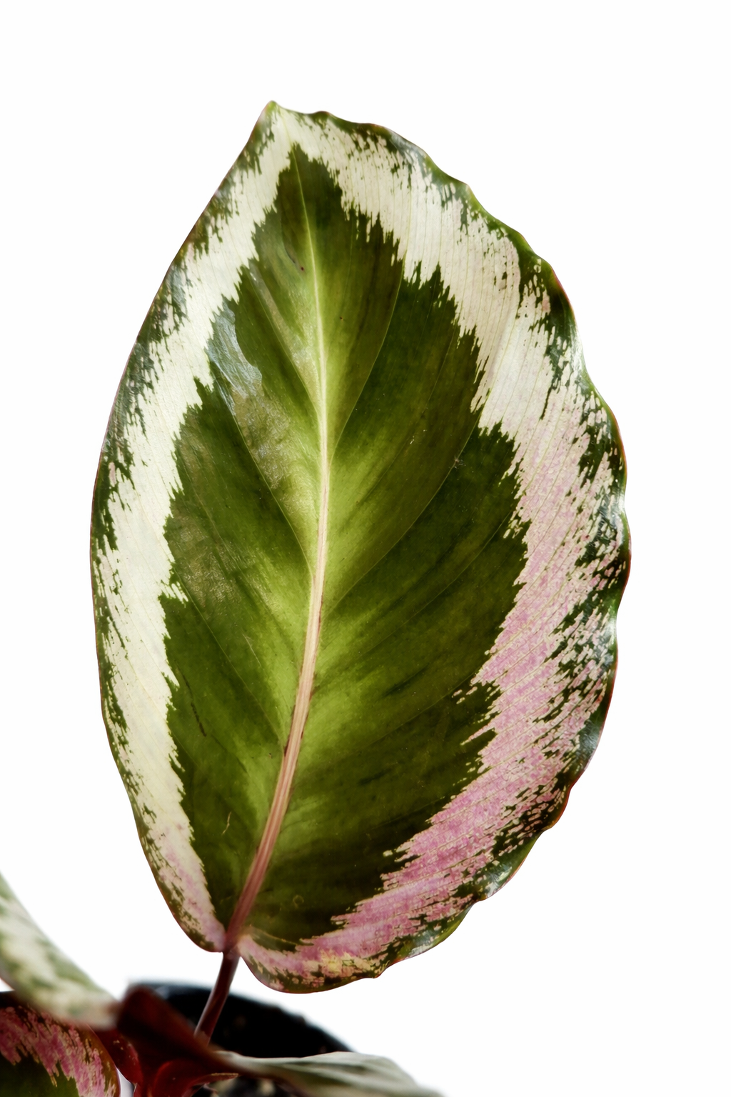 Calathea x Holiday - AroidHouse