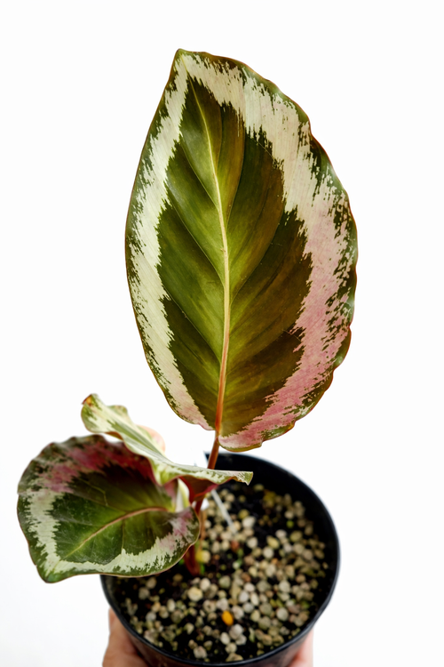 Calathea x Holiday - AroidHouse