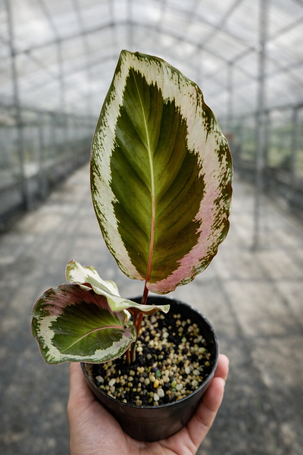 Calathea x Holiday - AroidHouse