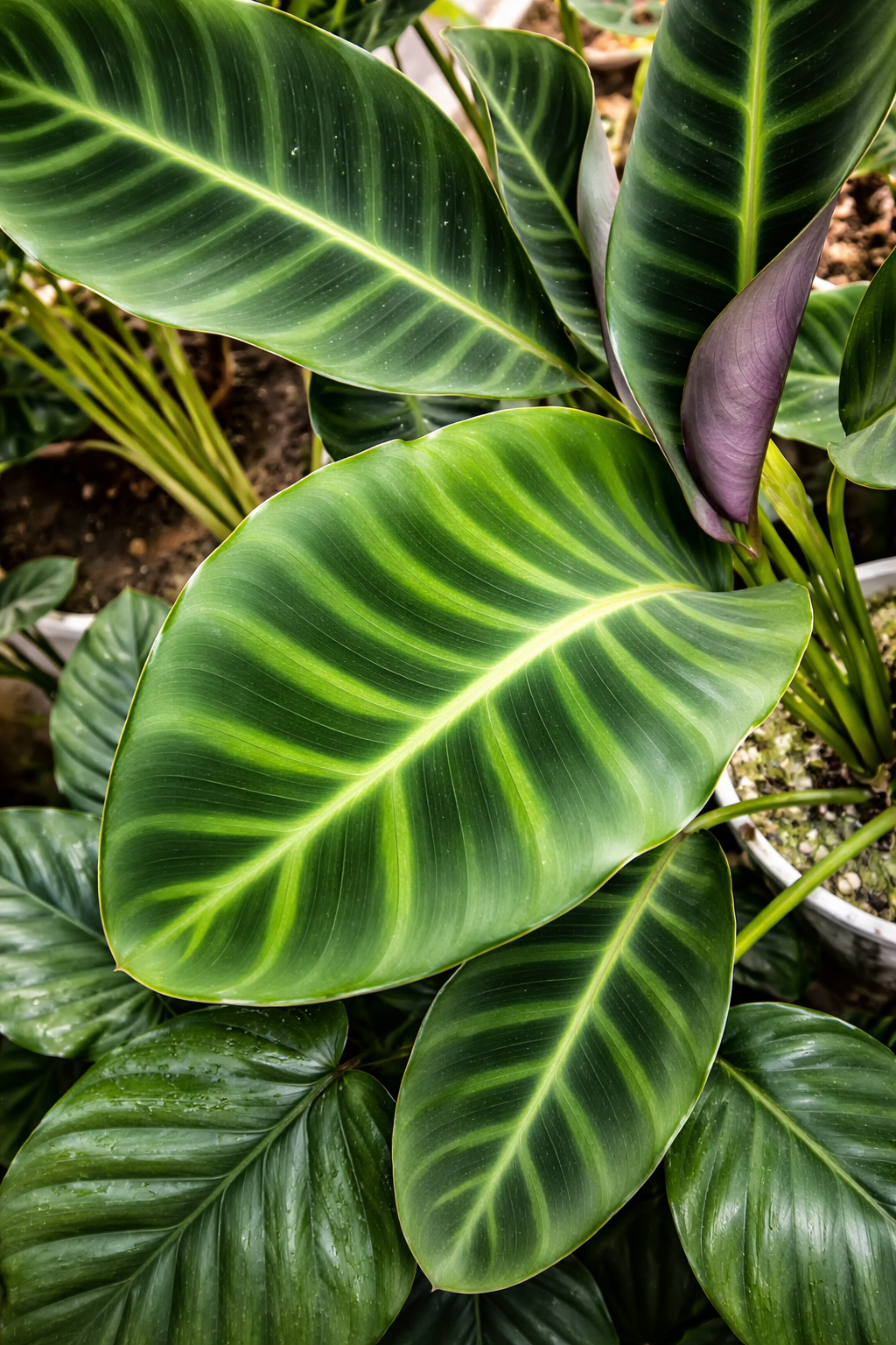 Calathea Zebrina - AroidHouse