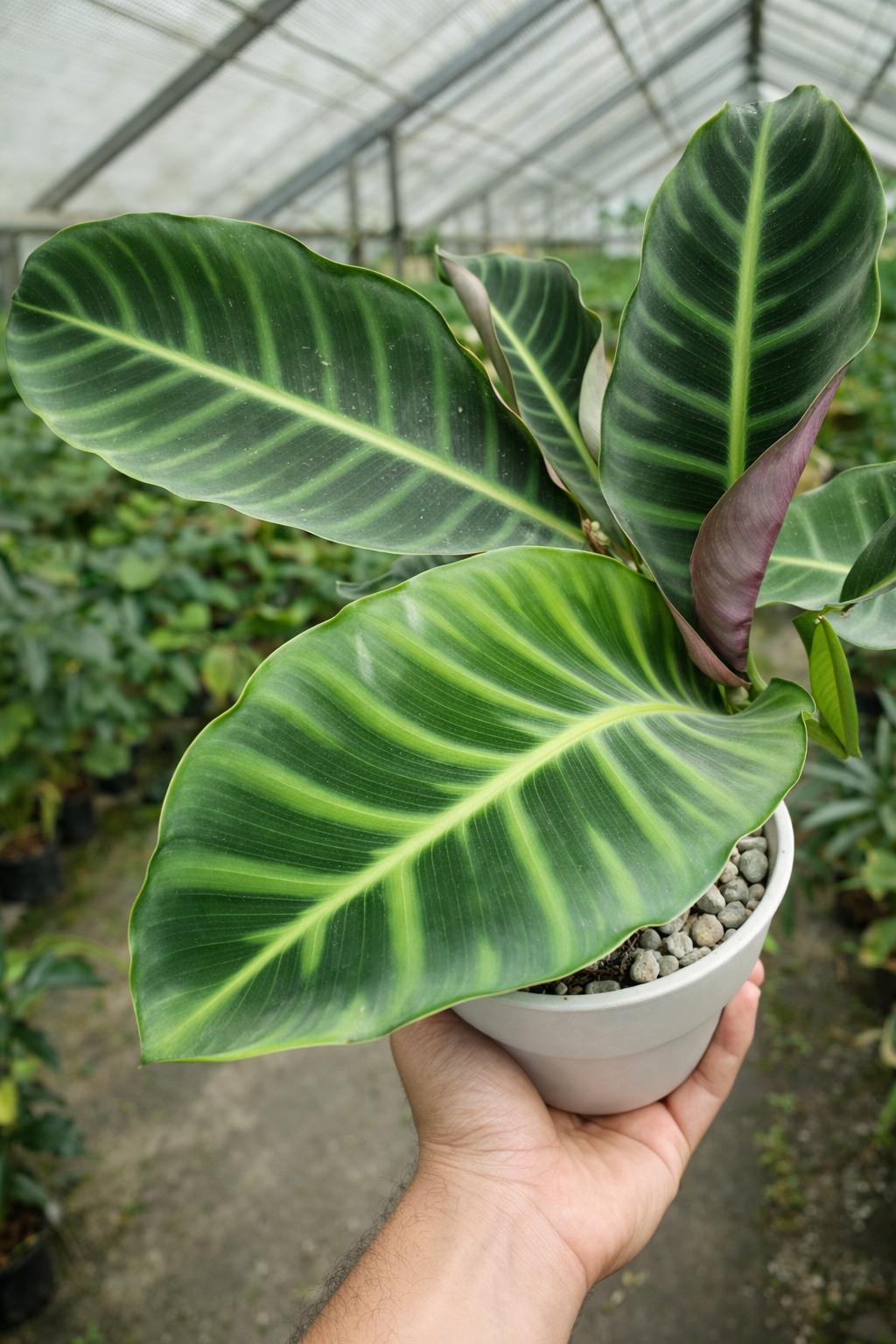 Calathea Zebrina - AroidHouse
