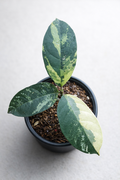 Cempedak Variegata - AroidHouse