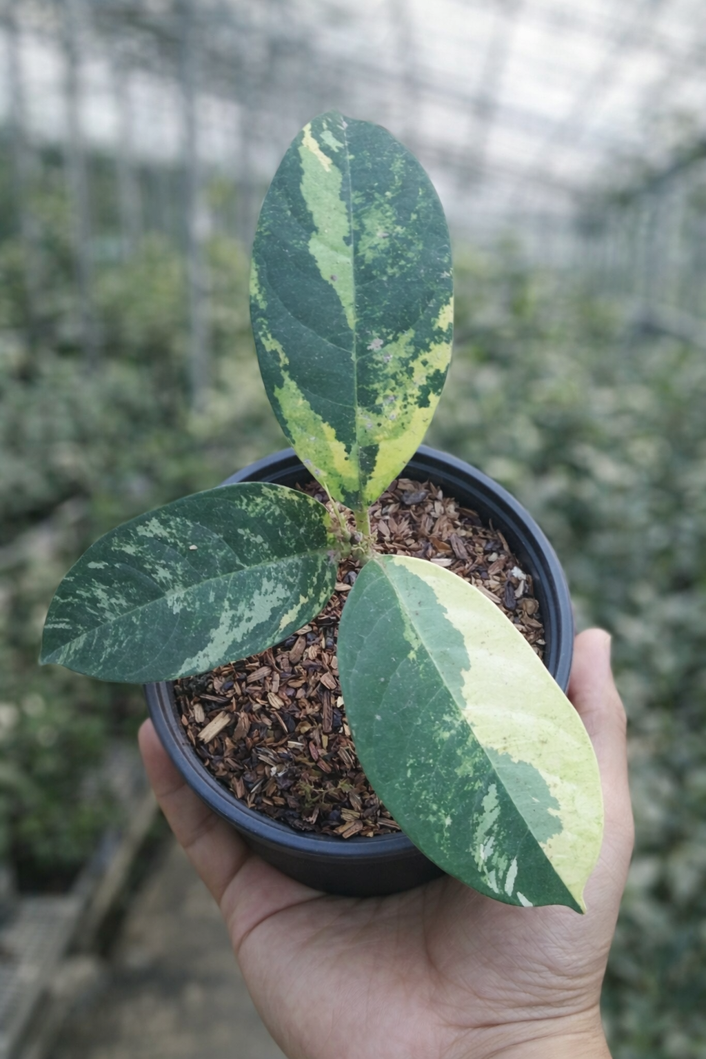 Cempedak Variegata - AroidHouse