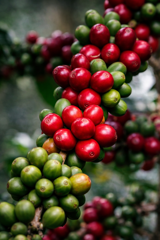 Coffee Arabica - AroidHouse