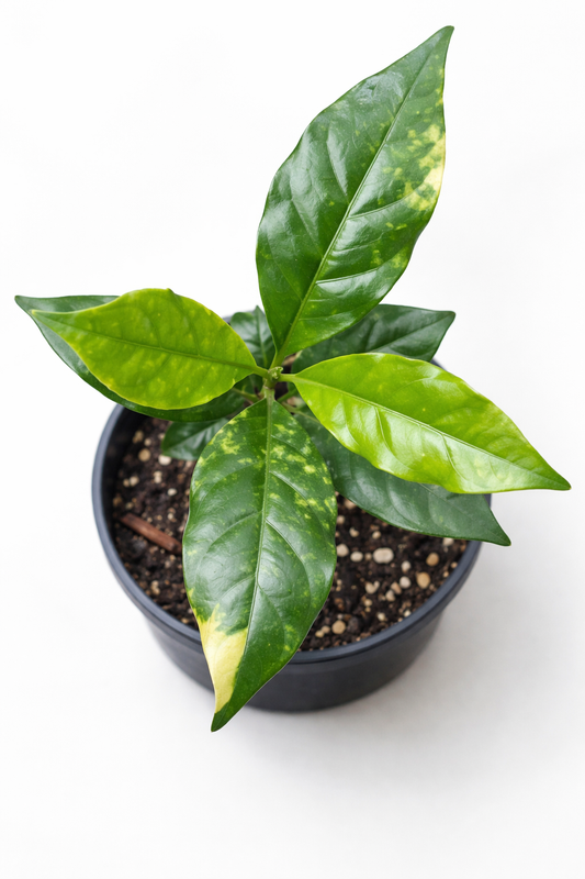 Coffee Variegata - AroidHouse