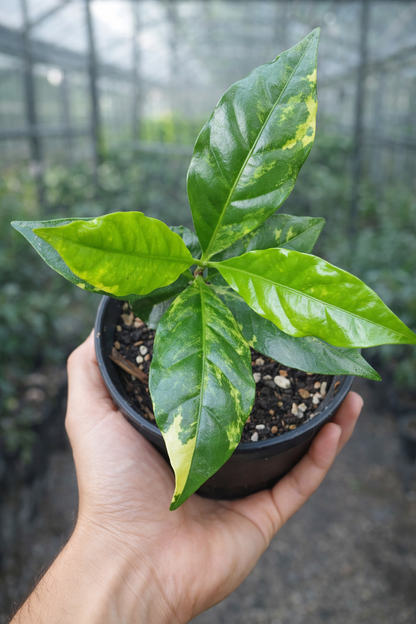 Coffee Variegata - AroidHouse