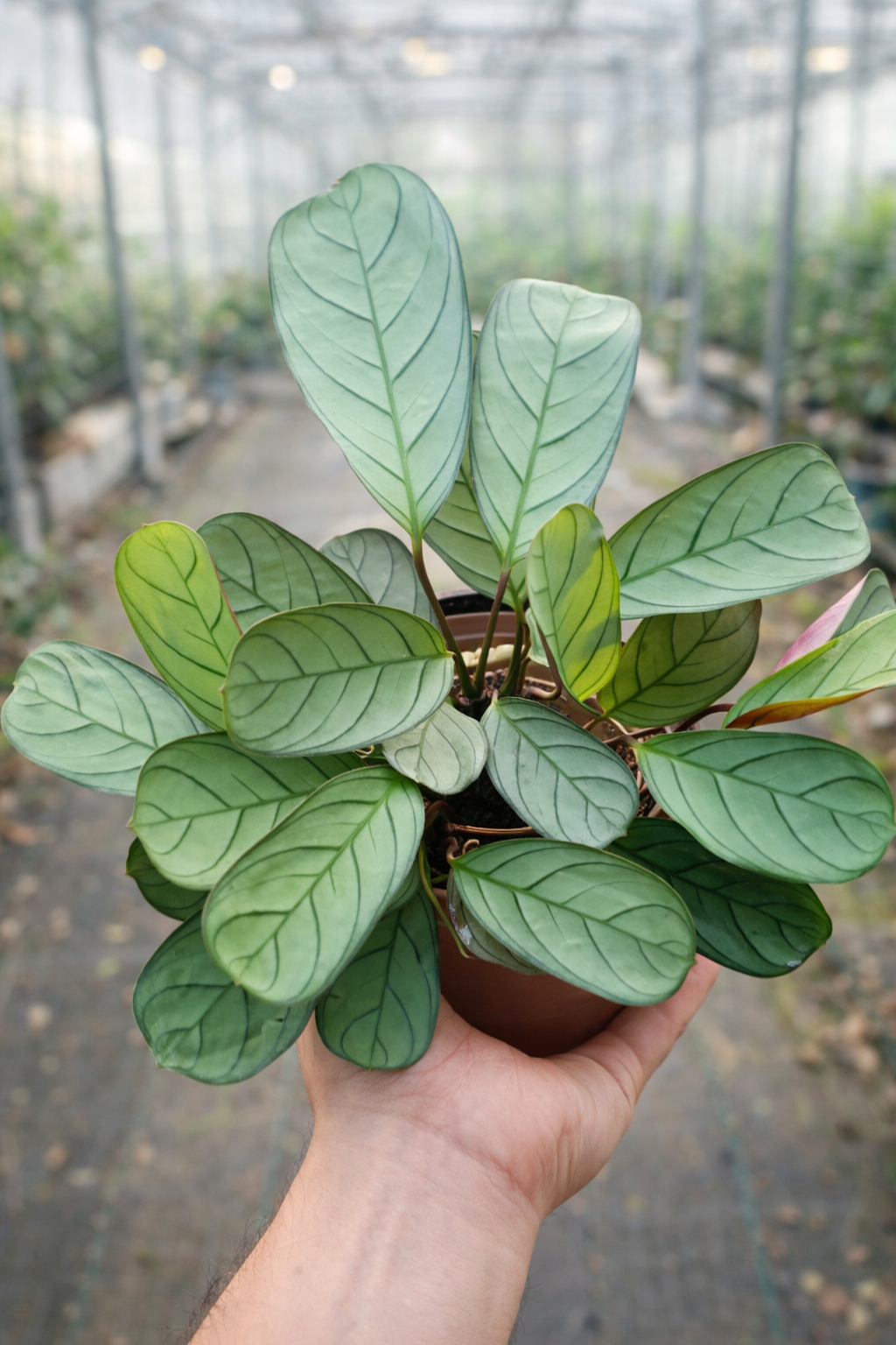 Ctenanthe Burle Marxii Amagris - AroidHouse