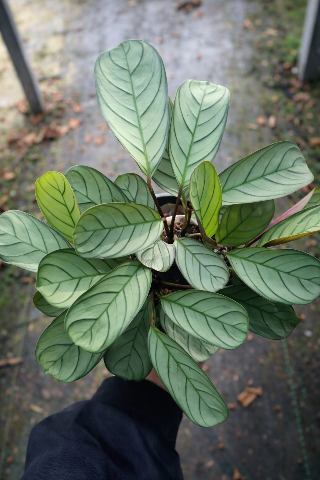 Ctenanthe Burle Marxii Amagris - AroidHouse