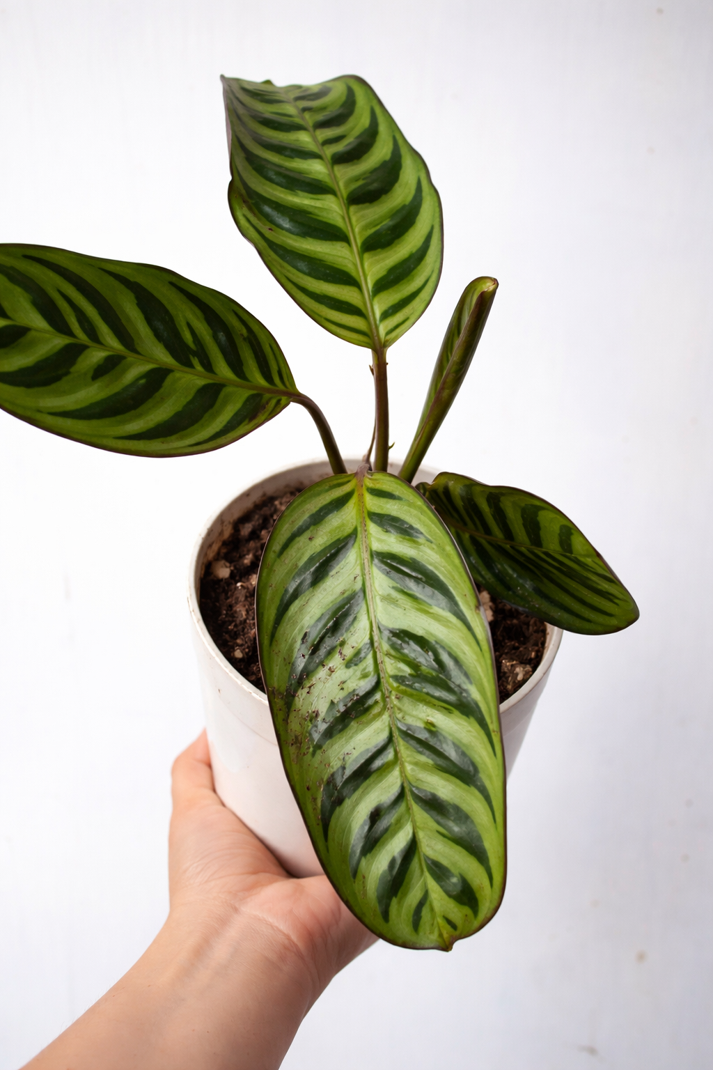 Ctenanthe Burle-Marxii - AroidHouse