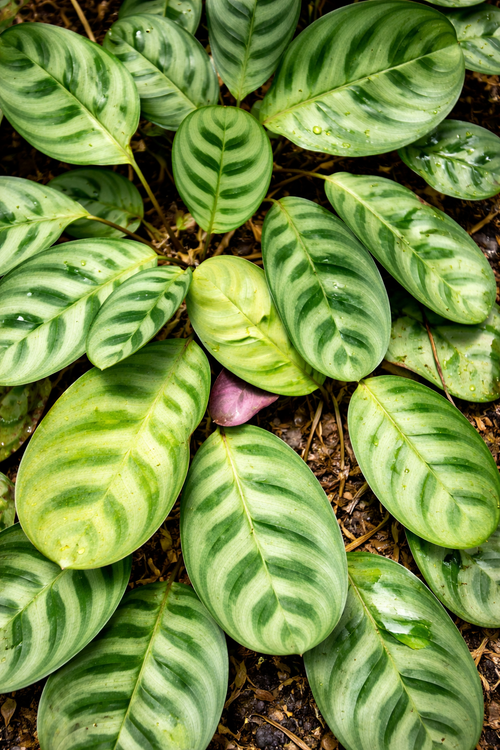 Ctenanthe Burle-Marxii - AroidHouse