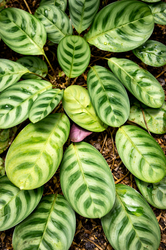 Ctenanthe Burle-Marxii - AroidHouse