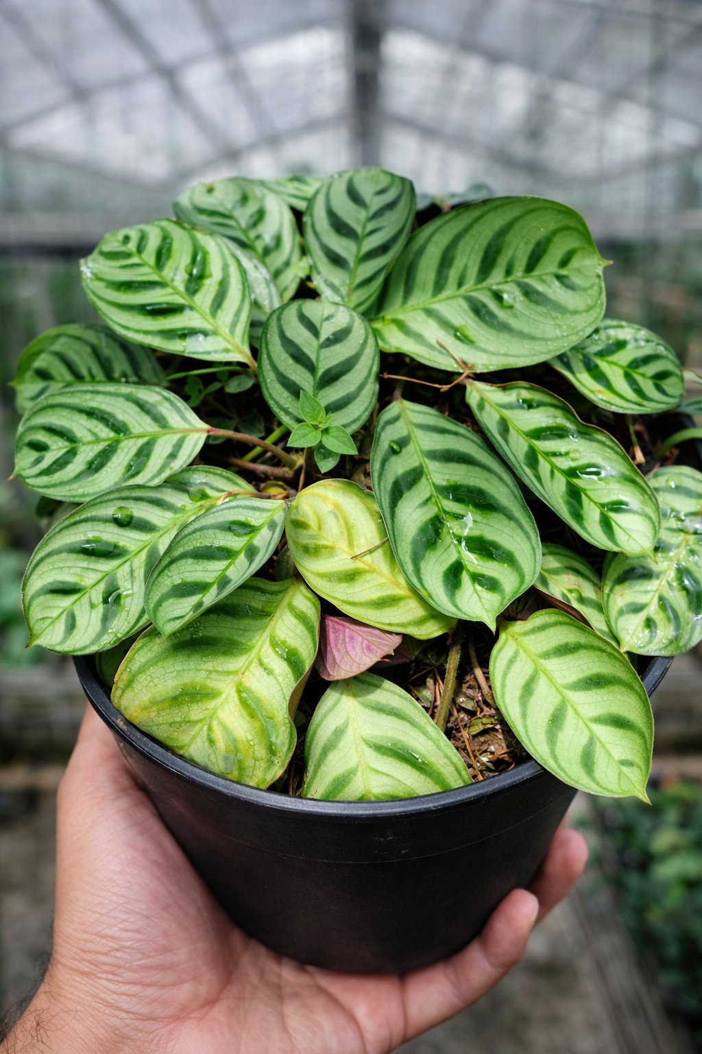 Ctenanthe Burle-Marxii - AroidHouse