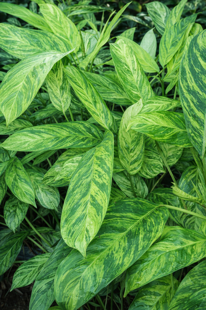 Ctenanthe Lubbersiana Variegata - AroidHouse