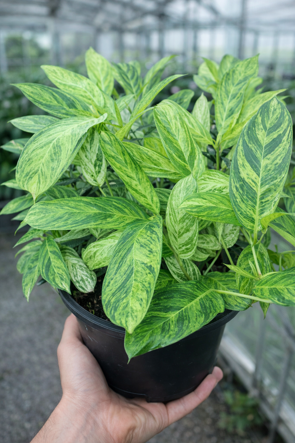 AroidHouse Ctenanthe Lubbersiana Variegata