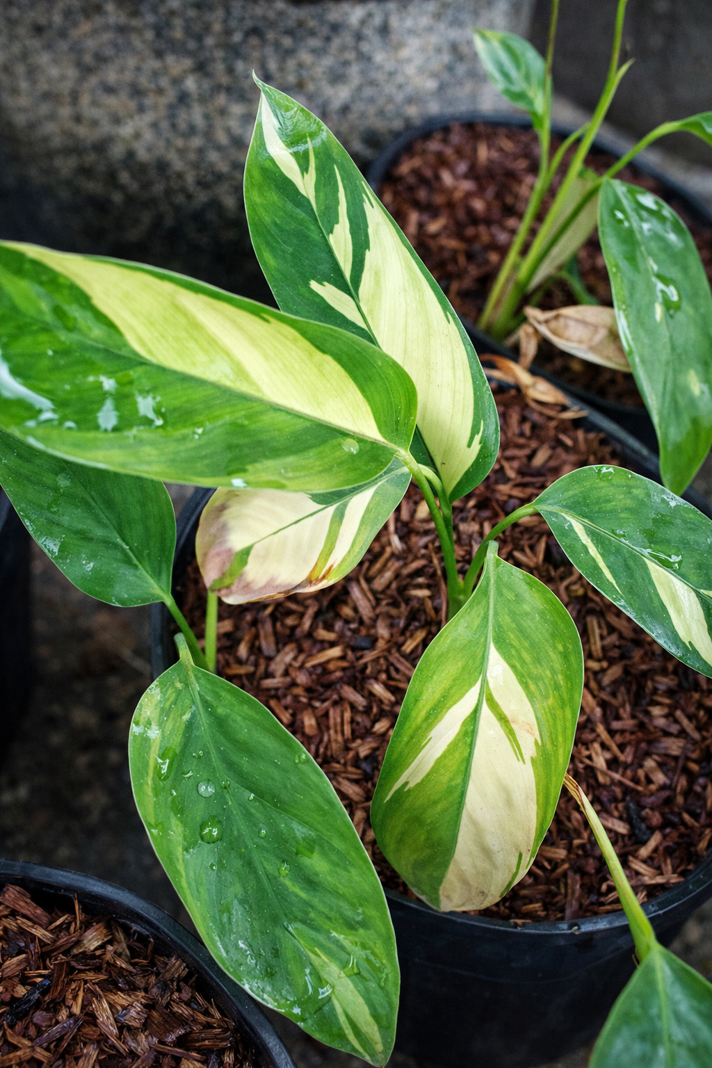Ctenanthe Lubbersiana - AroidHouse