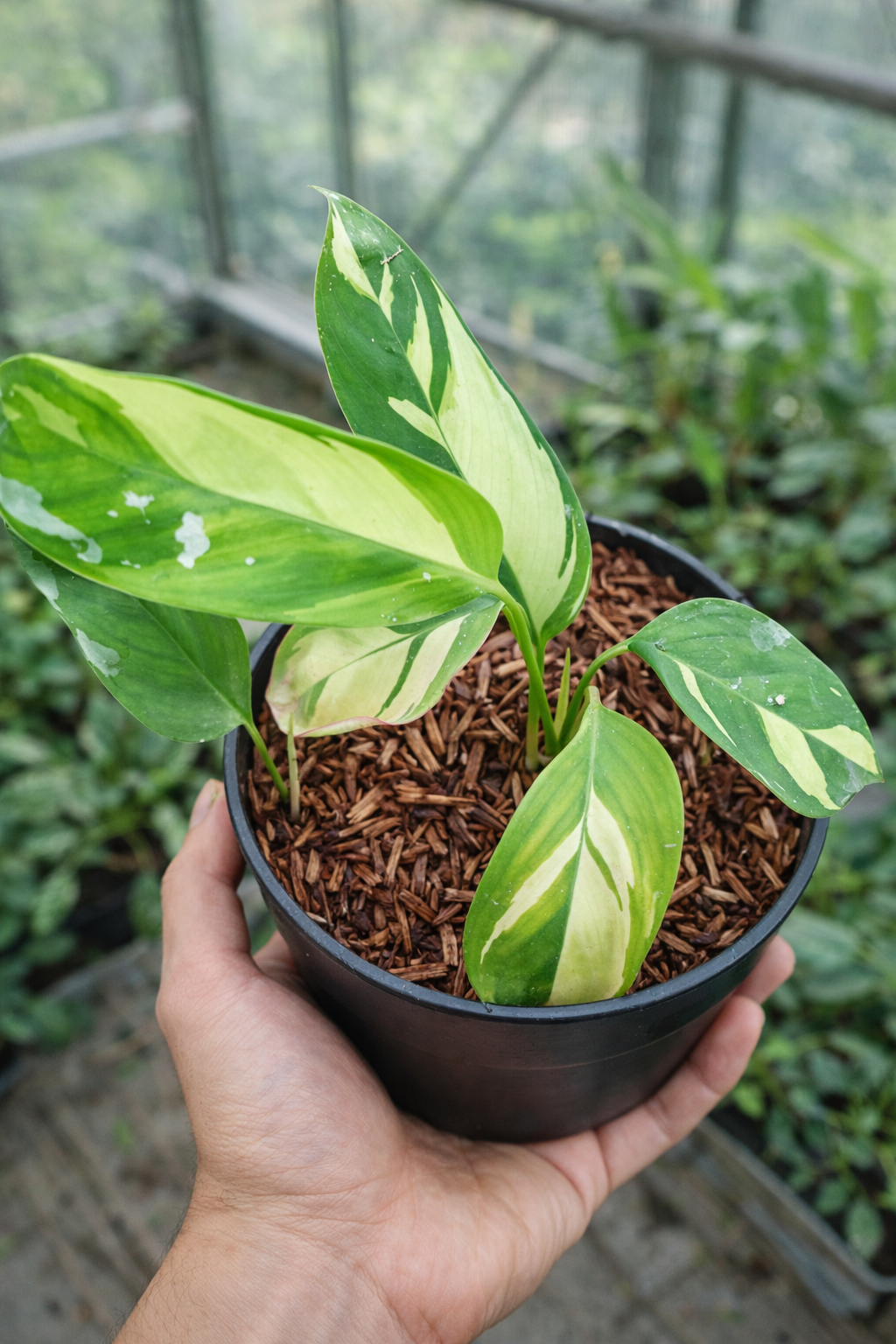 Ctenanthe Lubbersiana - AroidHouse