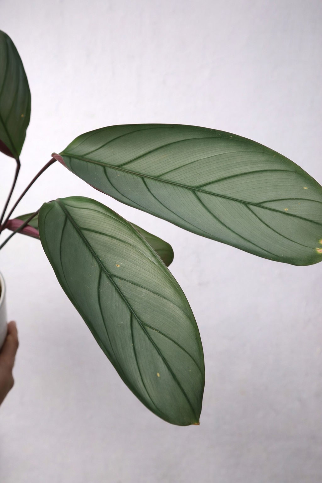 Ctenanthe Setosa Grey Star - AroidHouse