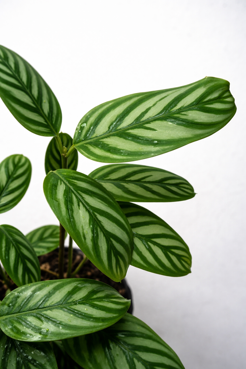 Ctenanthe Setosa - AroidHouse