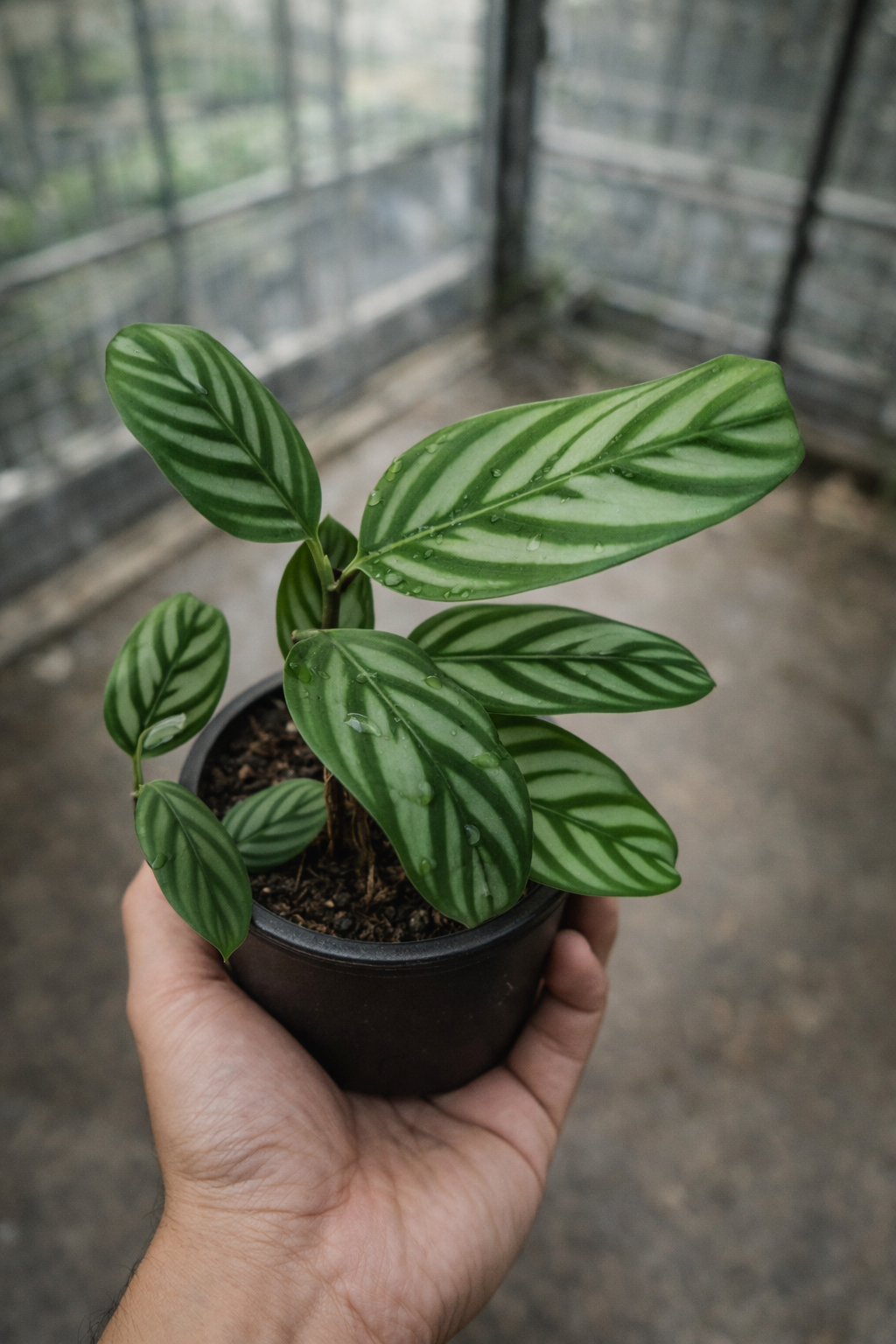 Ctenanthe Setosa - AroidHouse
