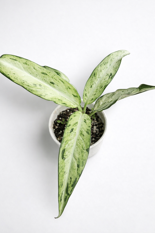 Dieffenbachia Camouflage - AroidHouse