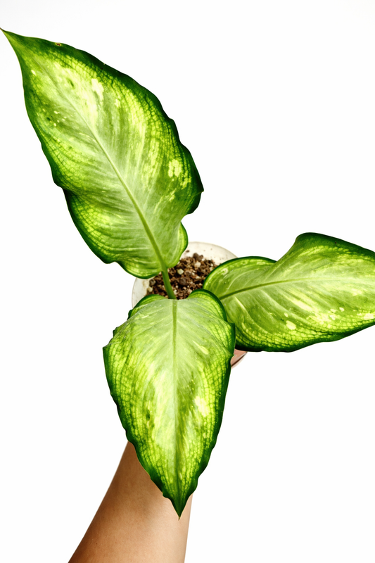 Dieffenbachia Honey Dew - AroidHouse