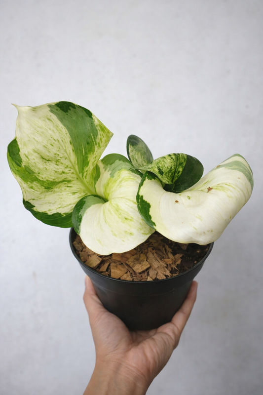 Epipremnum Aureum Manjula - AroidHouse