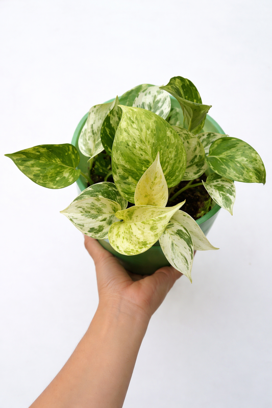 Epipremnum Aureum Marble Queen - AroidHouse