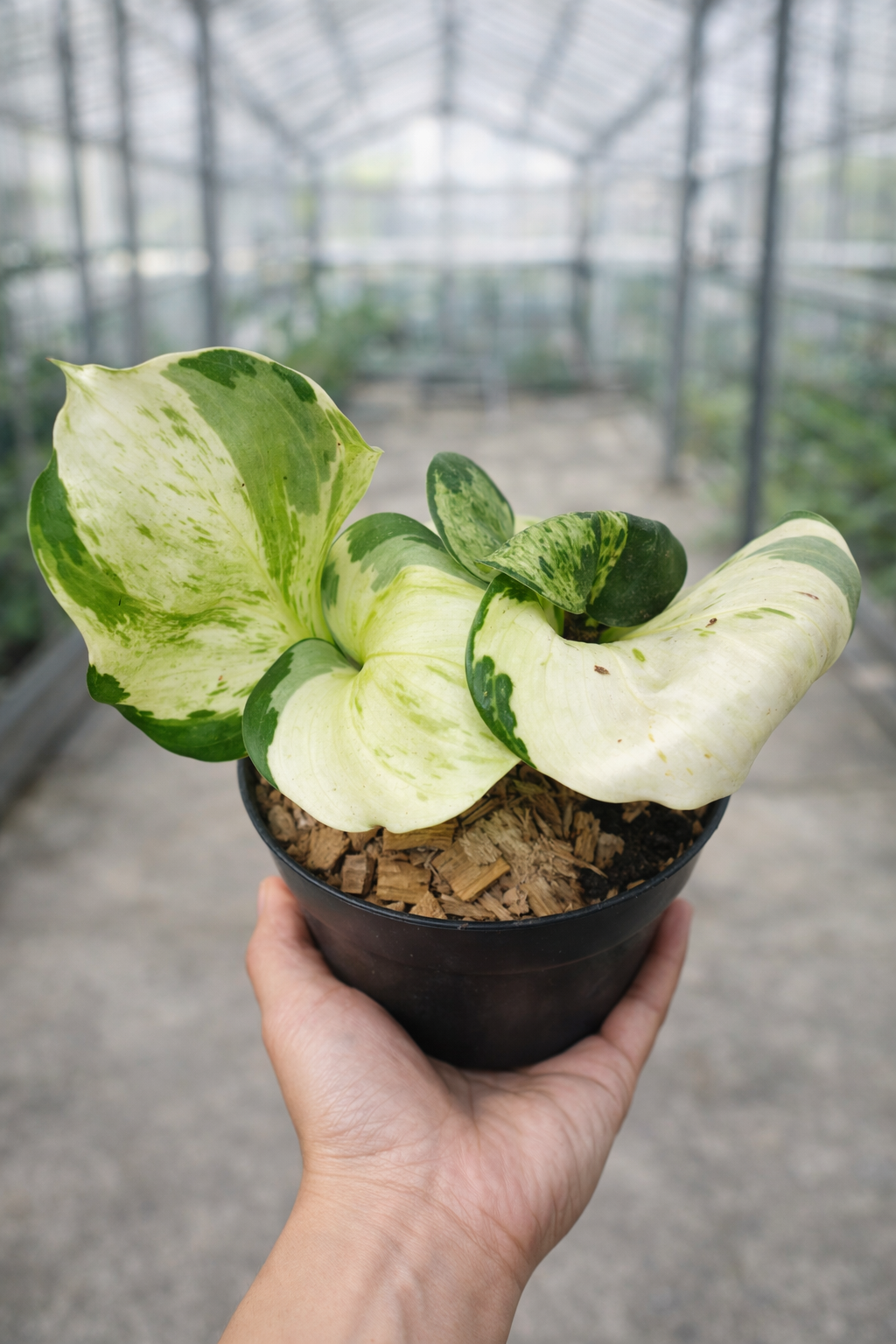 Epipremnum Aureum Manjula - AroidHouse