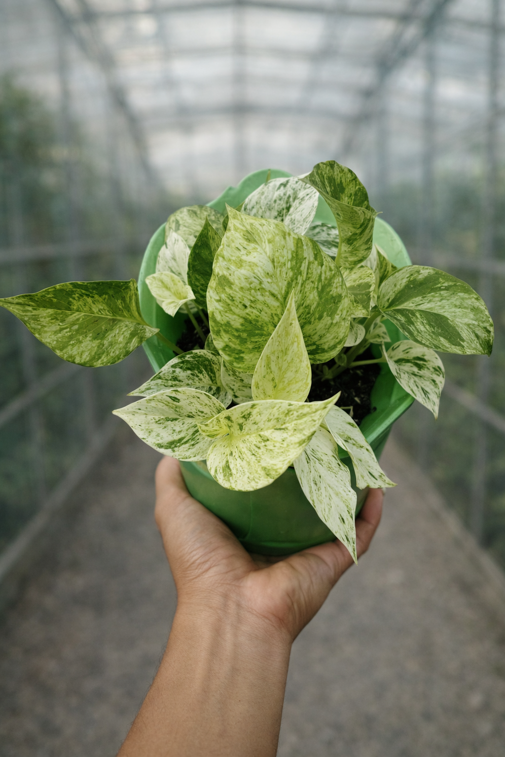 Epipremnum Aureum Marble Queen - AroidHouse