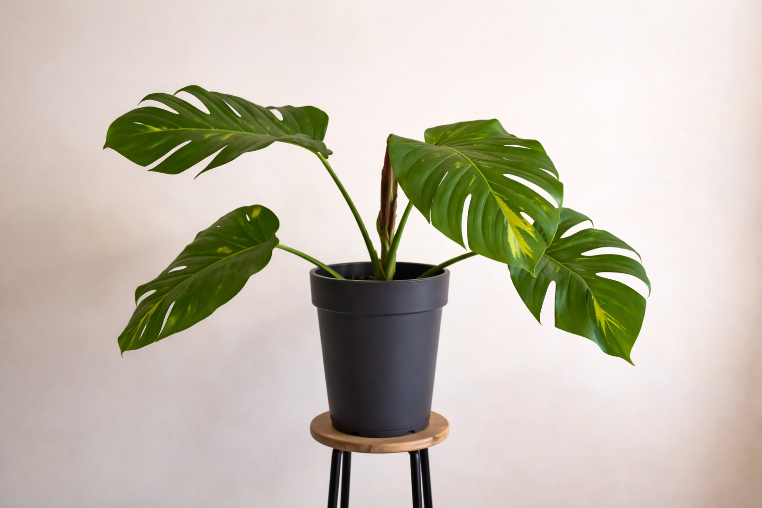 Epipremnum Aureum - AroidHouse