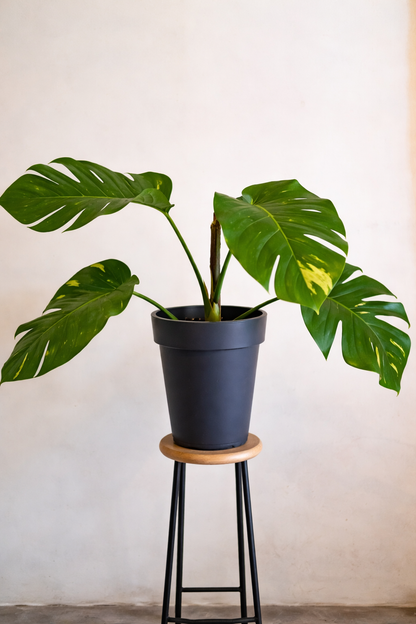 Epipremnum Aureum - AroidHouse