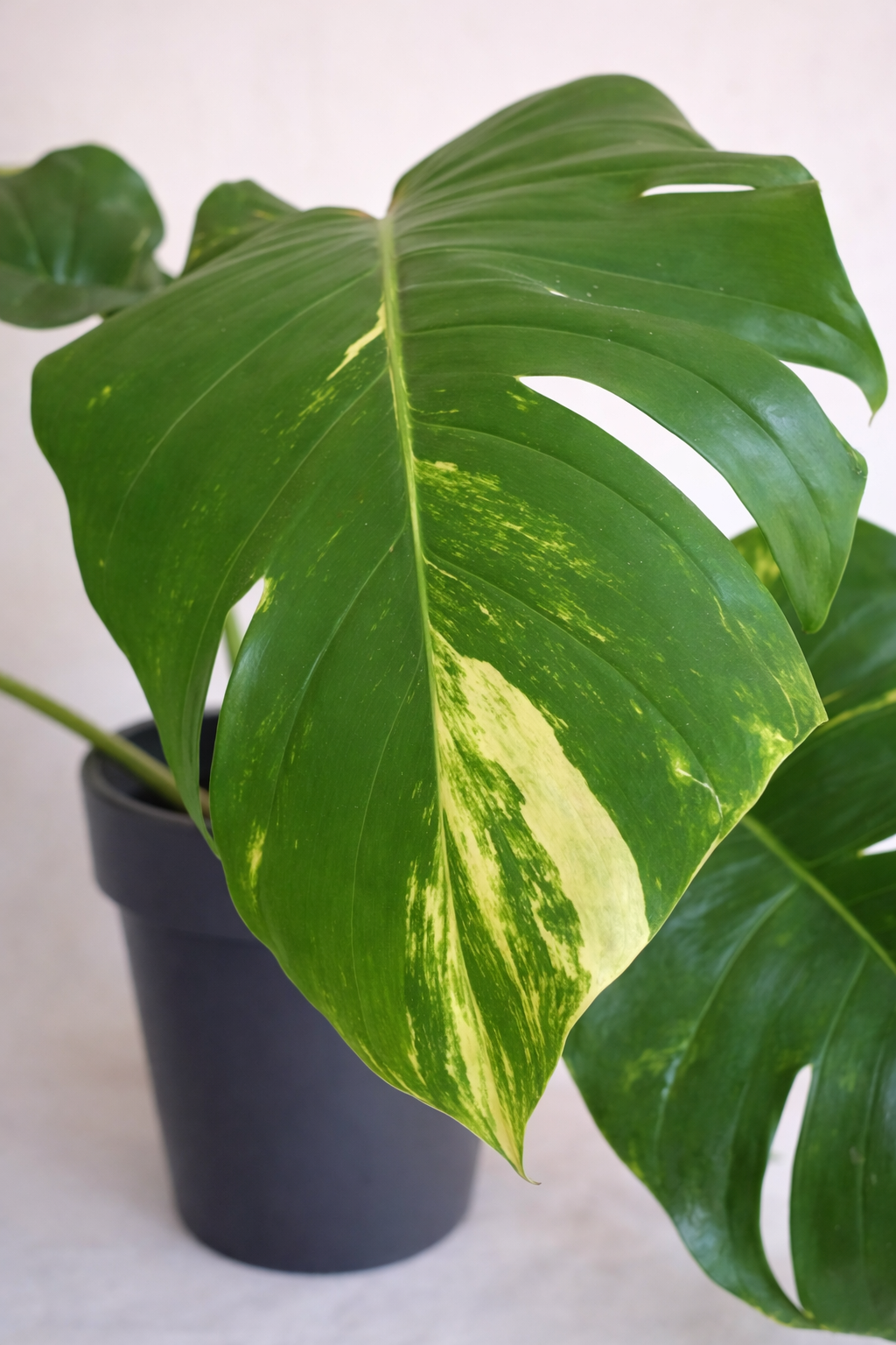 Epipremnum Aureum - AroidHouse