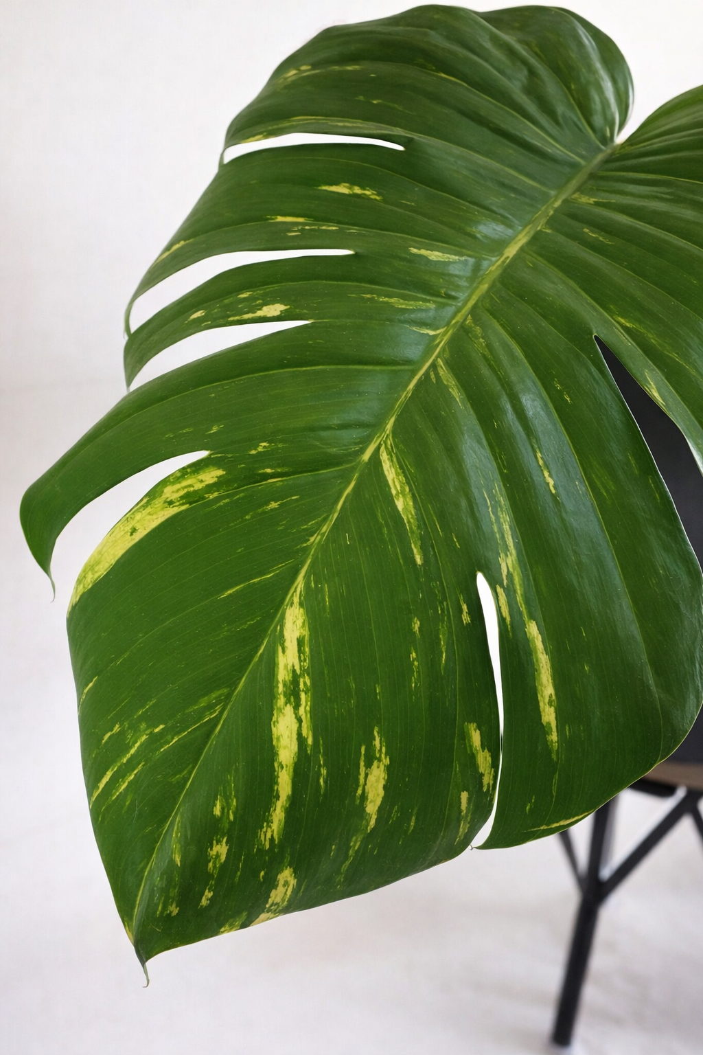 Epipremnum Aureum - AroidHouse