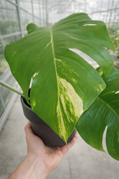 Epipremnum Aureum - AroidHouse