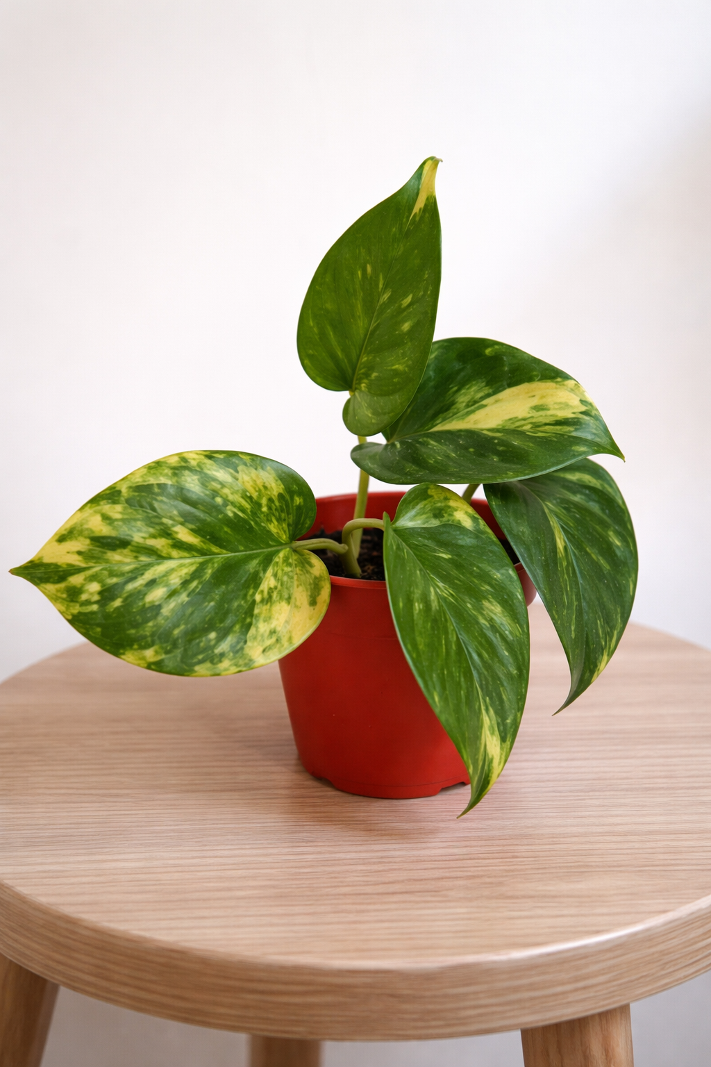 Epipremnum Aureum - AroidHouse