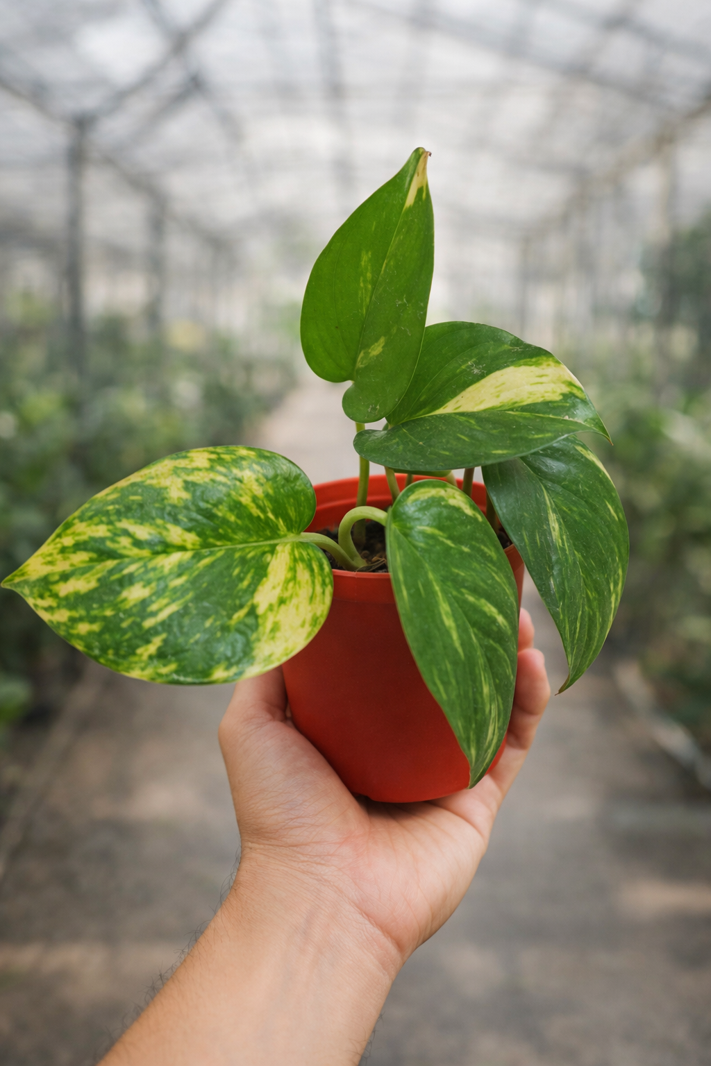 Epipremnum Aureum - AroidHouse