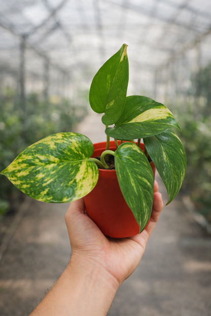Epipremnum Aureum - AroidHouse