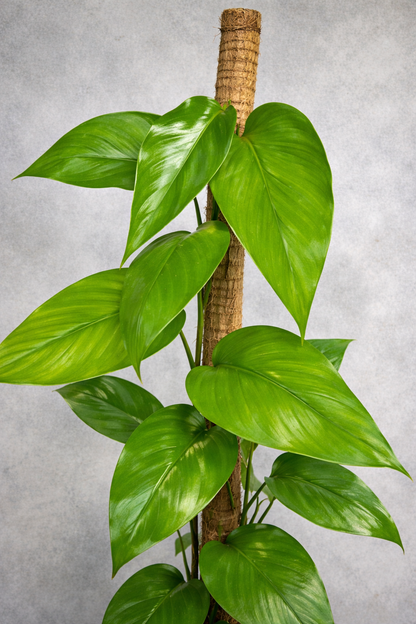 Epipremnum Pinnatum Aurea Variegata - AroidHouse