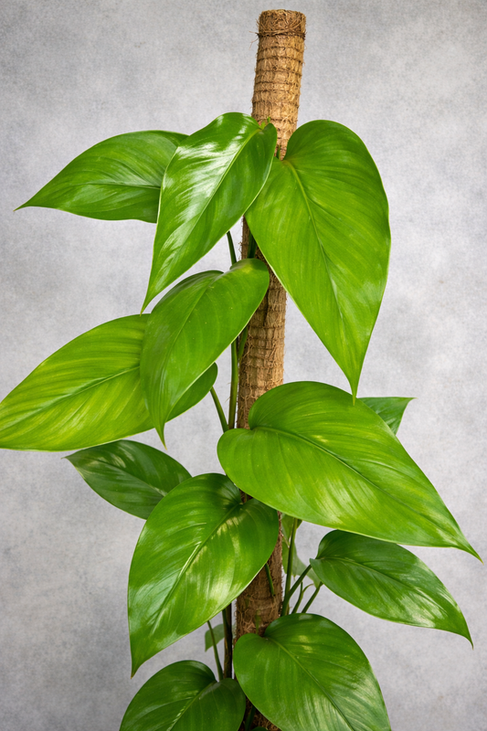 Epipremnum Pinnatum Aurea Variegata - AroidHouse