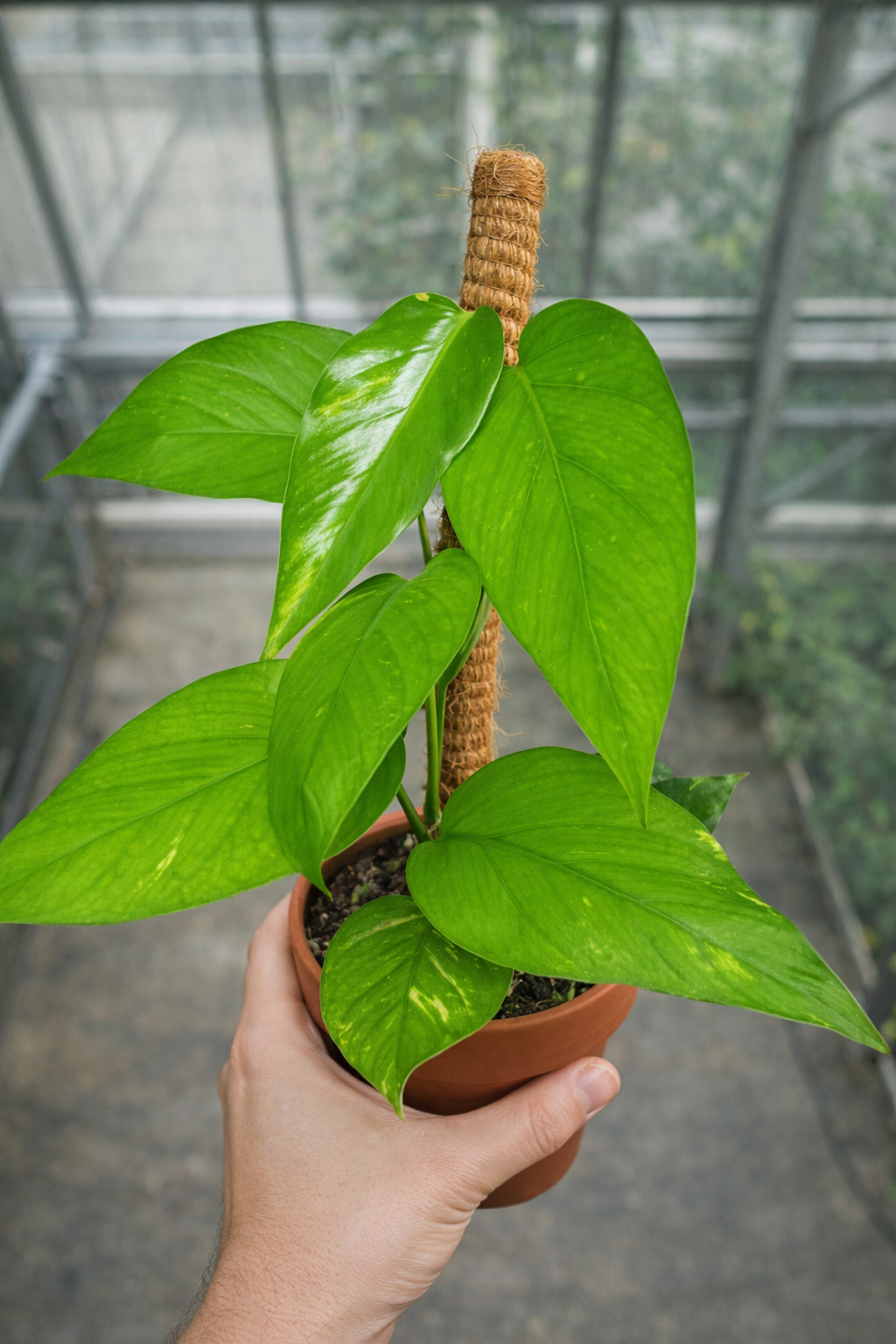 Epipremnum Pinnatum Aurea Variegata - AroidHouse