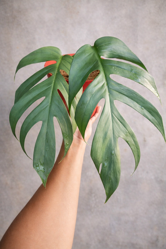 Epipremnum Pinnatum Cebu Blue - AroidHouse