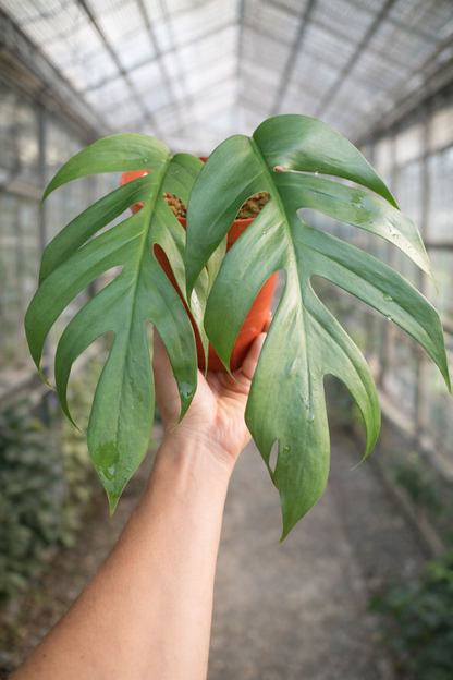 Epipremnum Pinnatum Cebu Blue - AroidHouse