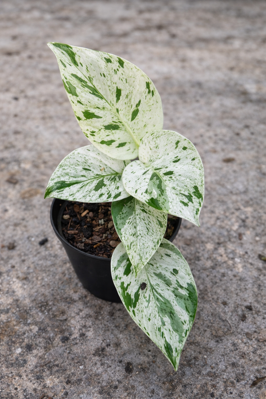 Epipremnum Pinnatum Marble Variegata - AroidHouse