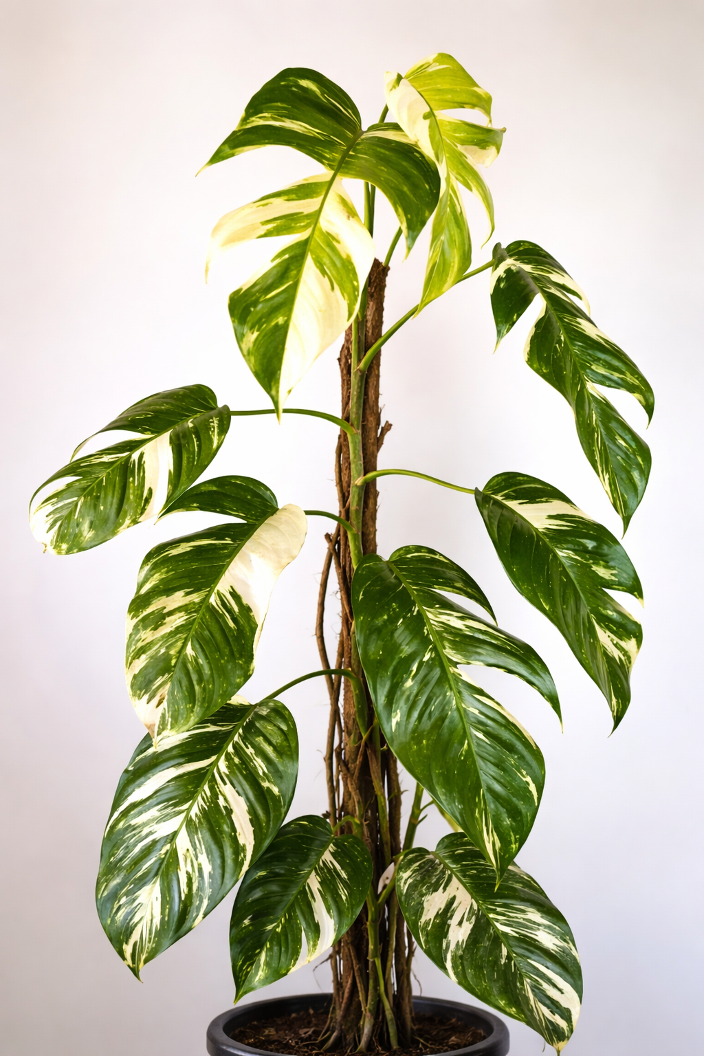 Epipremnum Pinnatum Variegata - AroidHouse