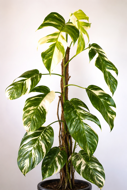 Epipremnum Pinnatum Variegata - AroidHouse