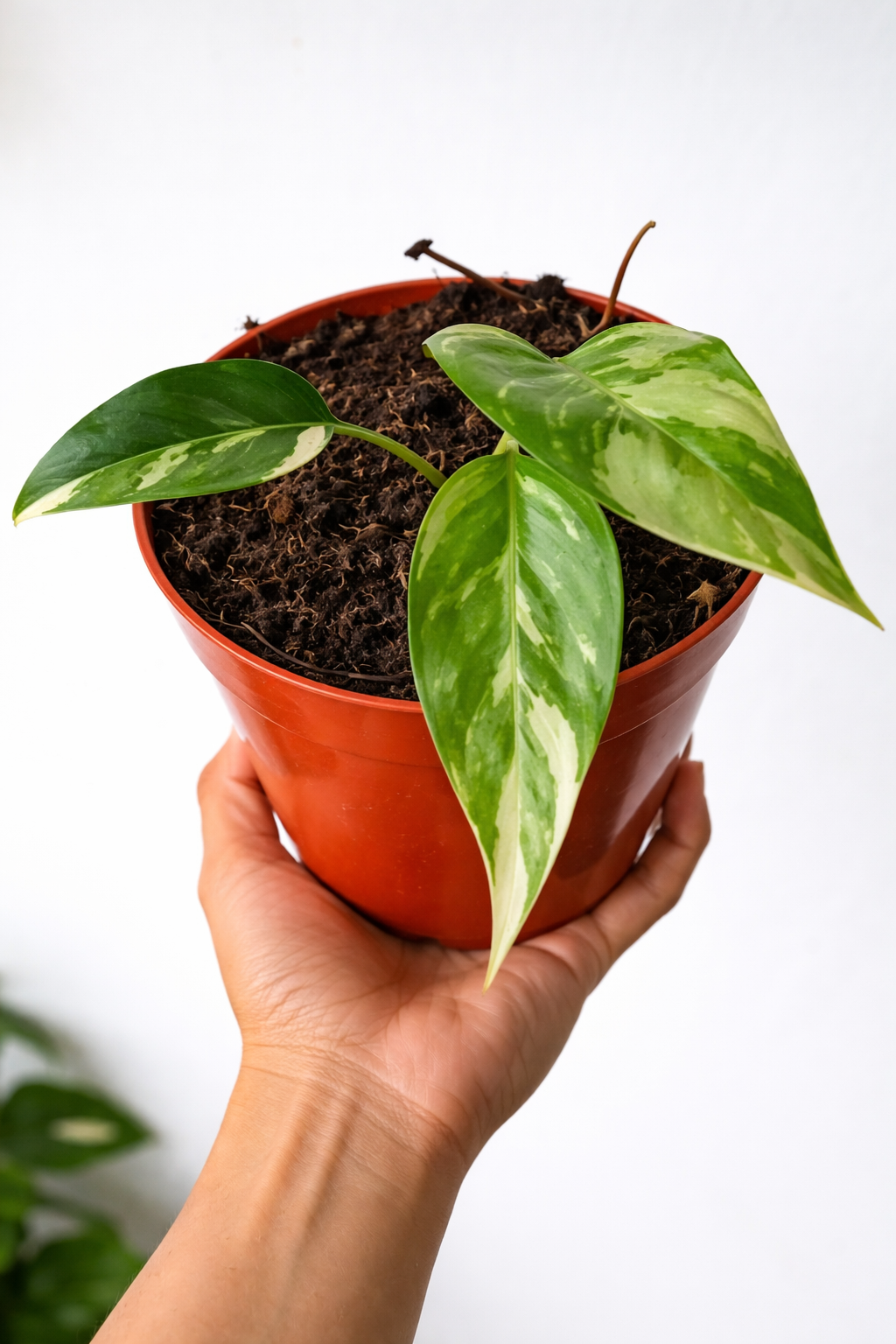 Epipremnum Pinnatum Variegata - AroidHouse
