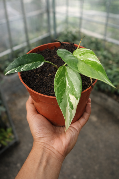 Epipremnum Pinnatum Variegata - AroidHouse