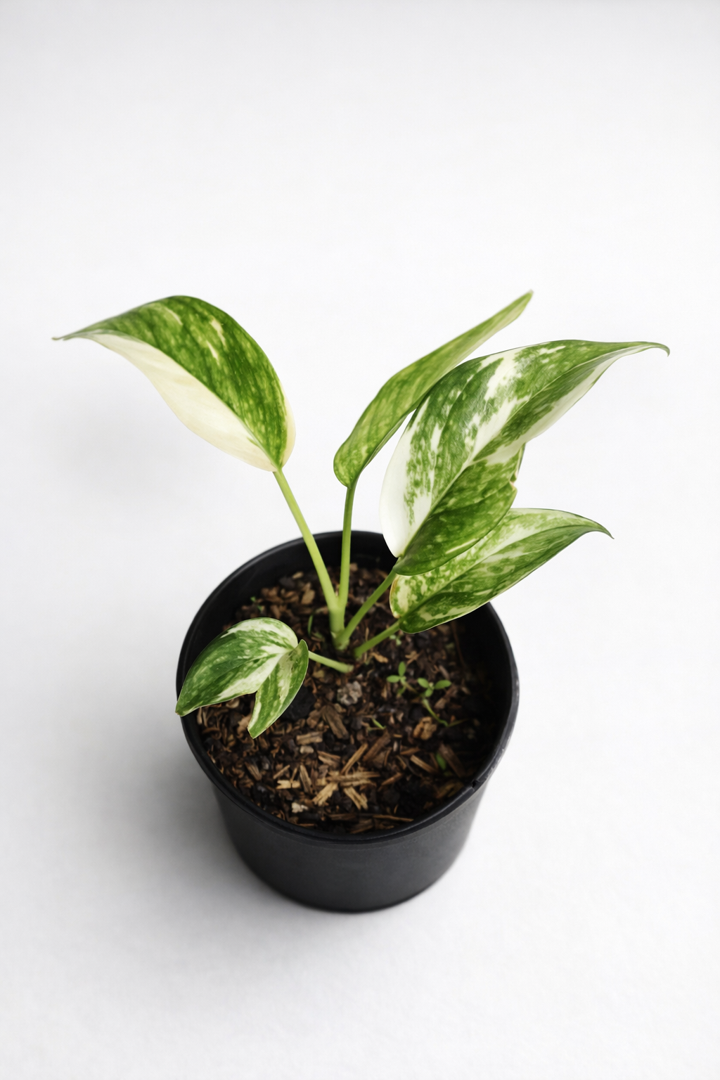 Epipremnum Pinnatum Variegata - AroidHouse