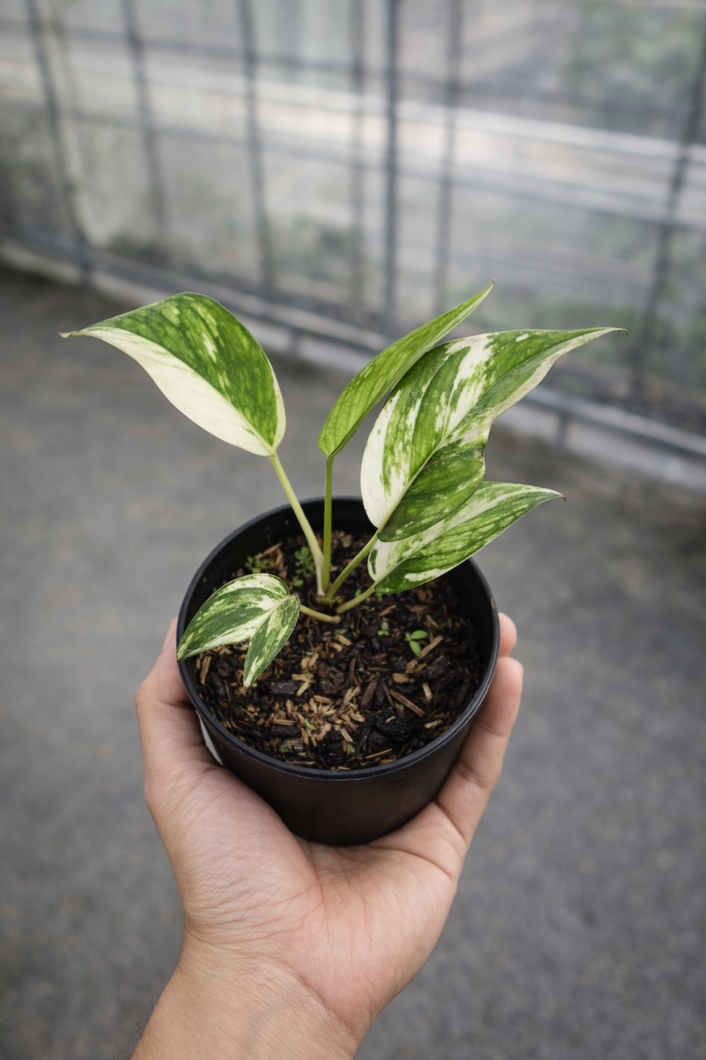 Epipremnum Pinnatum Variegata - AroidHouse